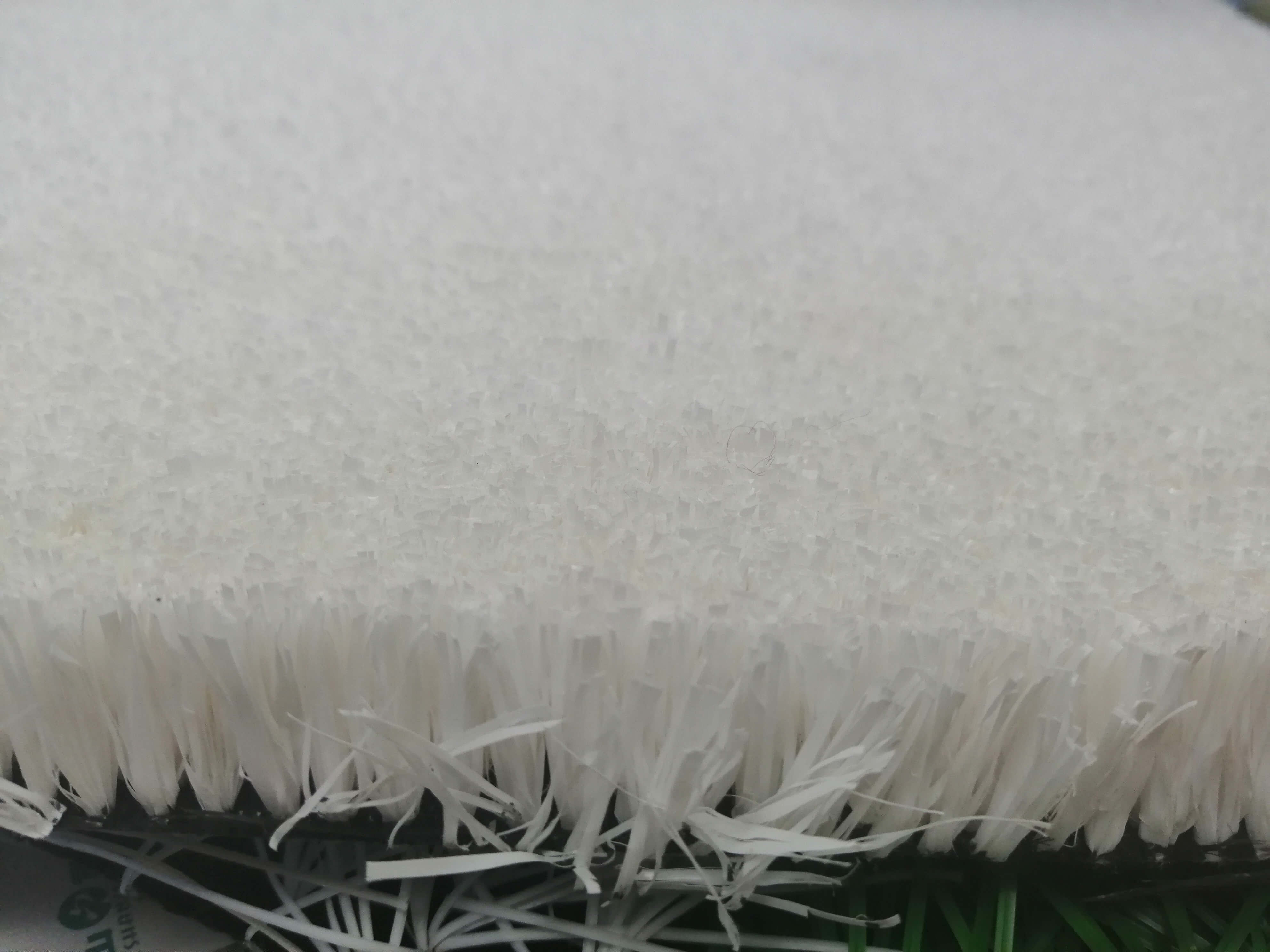 滑雪草